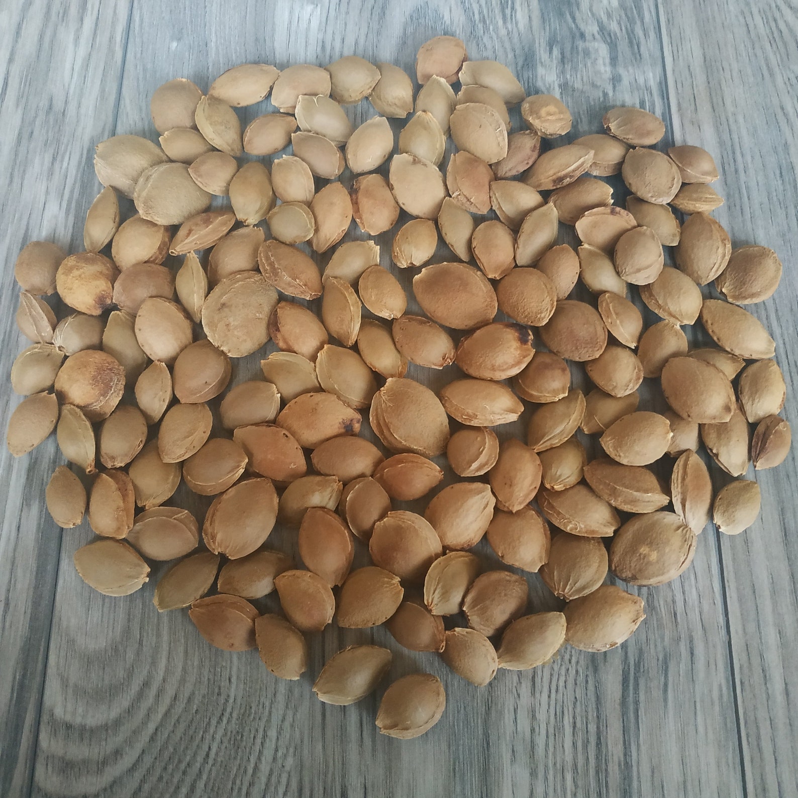 130 Pcs Apricot Pits. Real Organic Dried Apricot Pits. Apricot Etsy