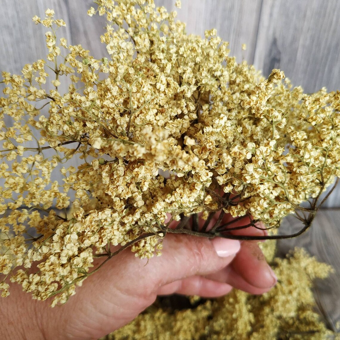 Elderberry Flowers Dry. Real Organic Dried Elderberry Flowers. Etsy