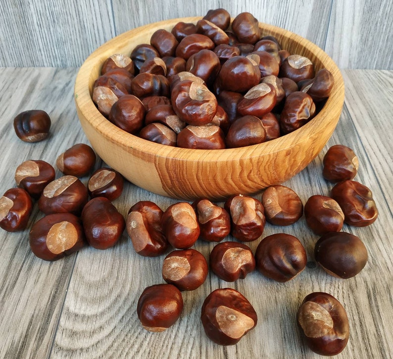 100 pcs horse chestnuts. Real organic dried chestnuts. Etsy
