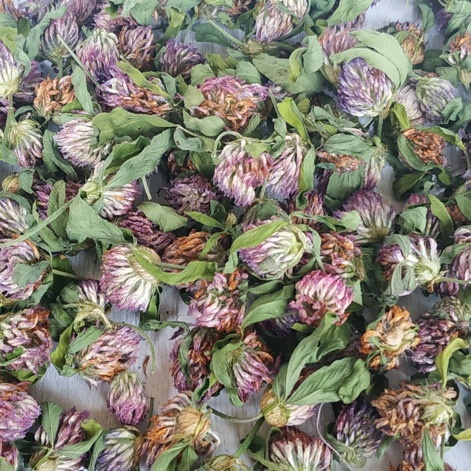 Dried clover flowers. Purple clover flower dry. Organic red Etsy