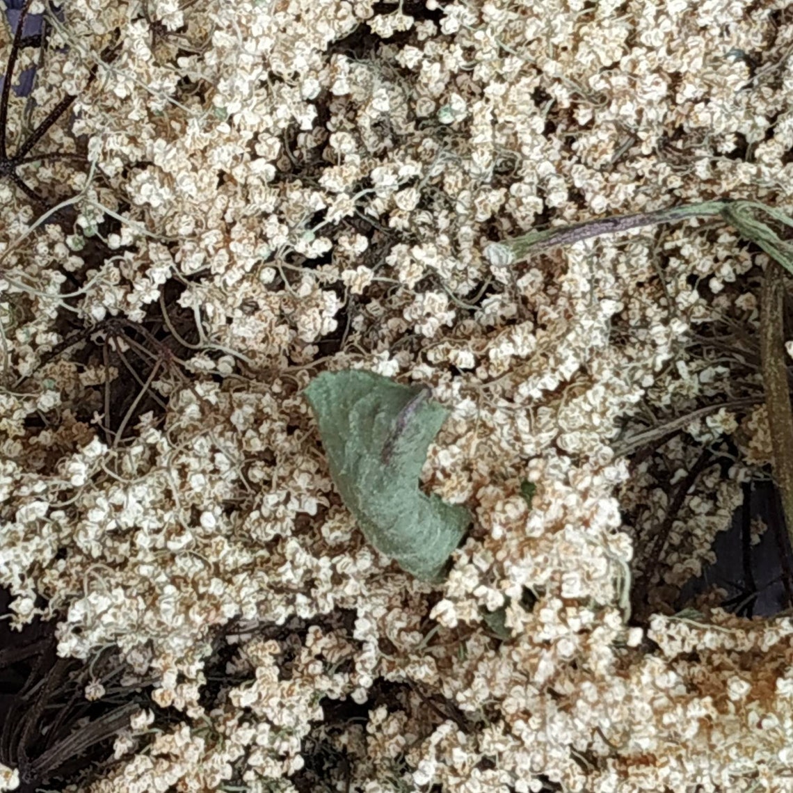 Elderberry Flowers Dry. Real Organic Dried Elderberry Flowers. Etsy