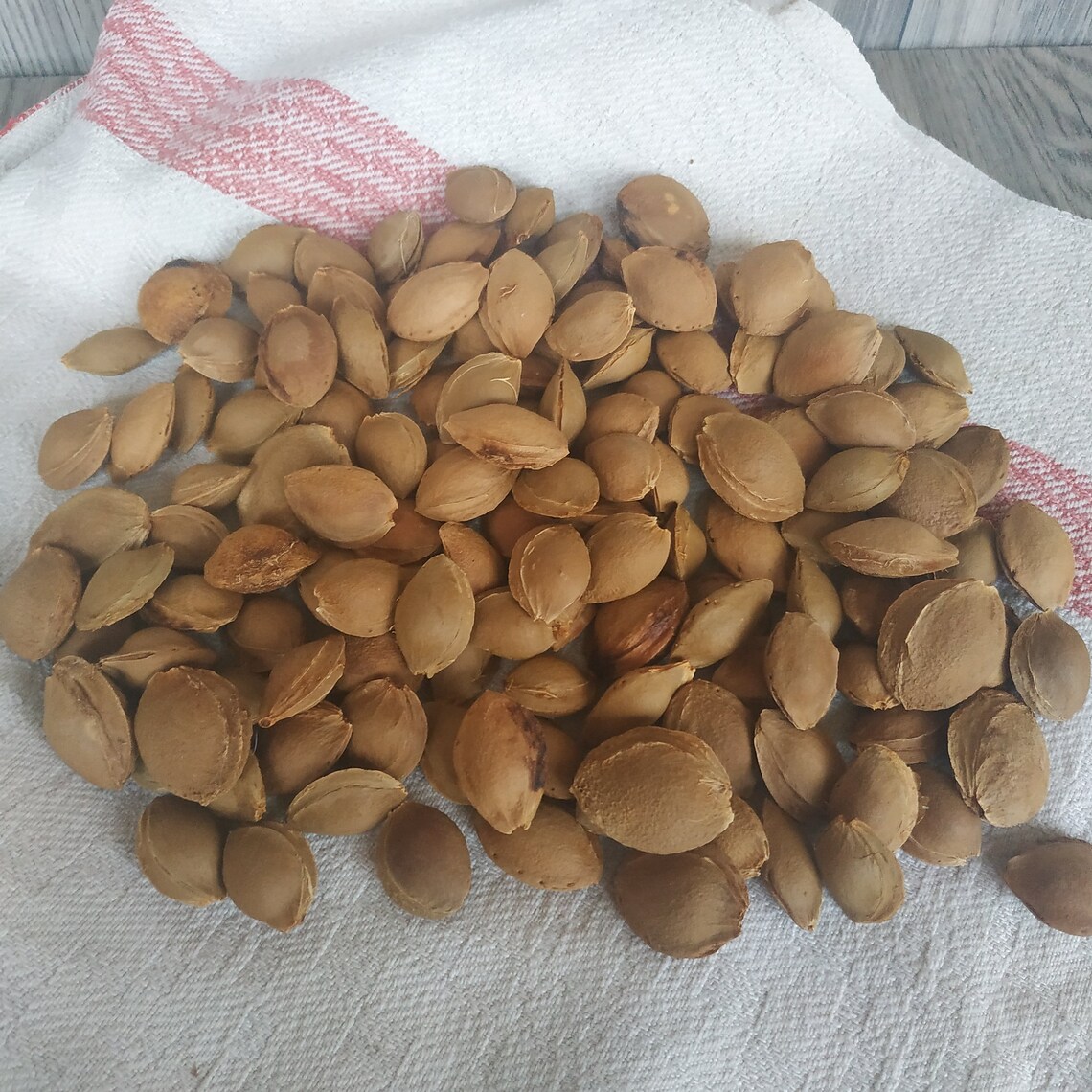 130 pcs apricot pits. Real organic dried apricot pits. Apricot Etsy