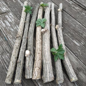 Puede incluir: Una colección de palos de madera naturales y desgastados, en tonos grises y marrones, dispuestos sobre una superficie de madera. Hojas verdes están adheridas a algunos de los palos, agregando un toque de color. Los palos tienen una apariencia rugosa y texturizada.