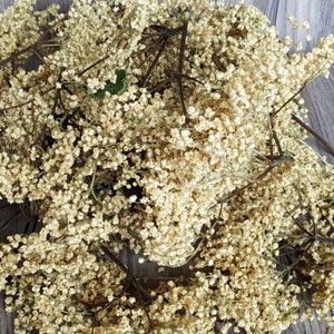 Dried Elderberry Flowers Organic Elder Flower Herb Natural Elderberry Flowers Elder Flowers Handpicked Sambucus Nigra Home Apothecary
