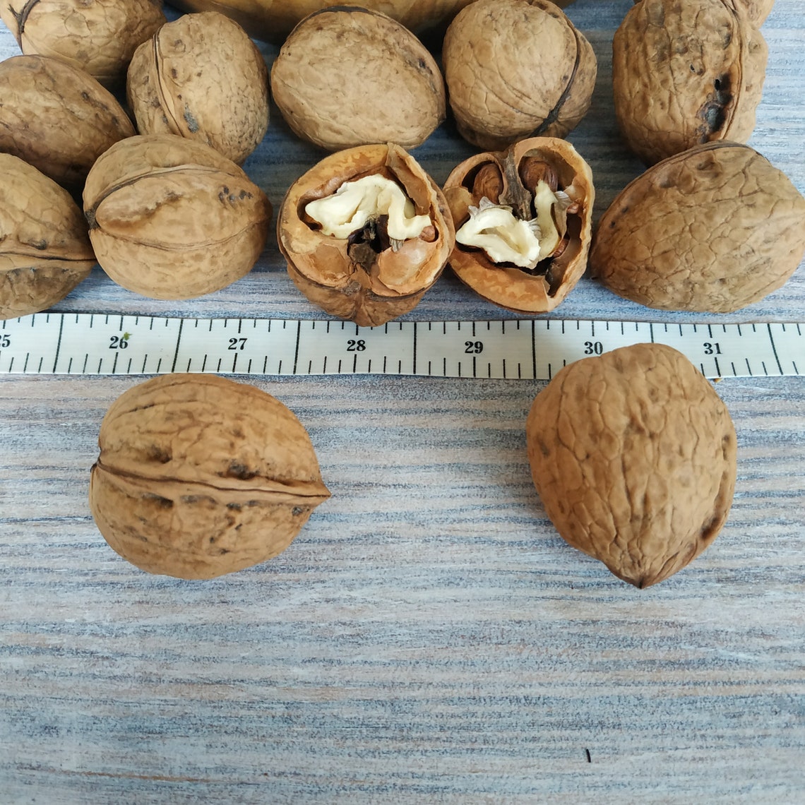 Walnuts in shell. Organic whole walnuts. Natural dried nuts Etsy