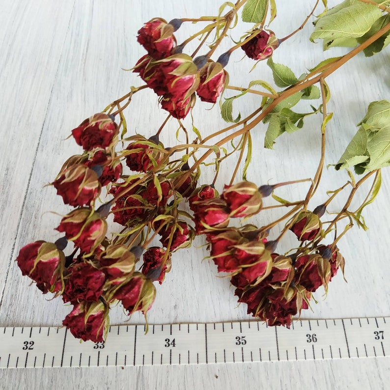 Small dried roses Dried roses bouquet Dried mini roses flower with stem Dry flowers burgundy