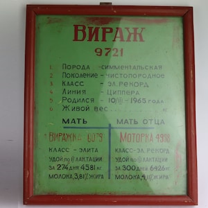 Rare specimen a bull pedigree from one of the USSR  farms 1960s, genealogy, milk yield, ancestry of the  cow. Memorabilia