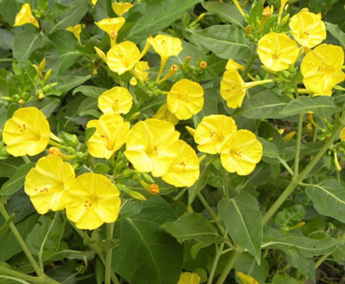 Four Oclock flower seeds Etsy