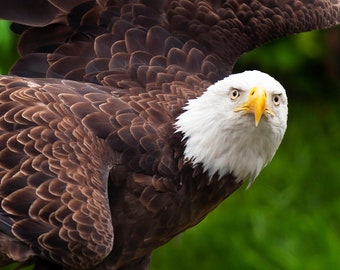 American Bald Eagle - Available in Gallery canvas wrap, or archival lustre photo paper