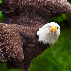 American Bald Eagle - Available in Gallery canvas wrap, or archival lustre photo paper