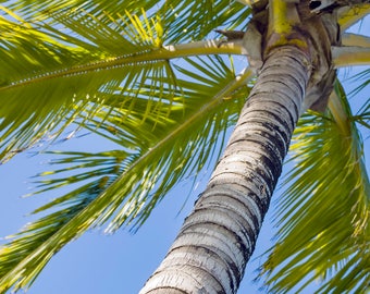 Hawaiian palm tree - Available in Gallery canvas wrap, or archival lustre photo paper