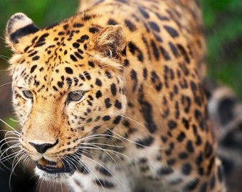 Leopard - Available in Gallery canvas wrap, or archival metallic photo paper
