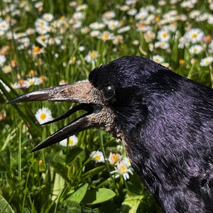 Taxidermy rook crow with open beak, mounted on black felted base with half-skeleton figurine, gothic dark decor display.
Close-up view of gothic rook taxidermy mount