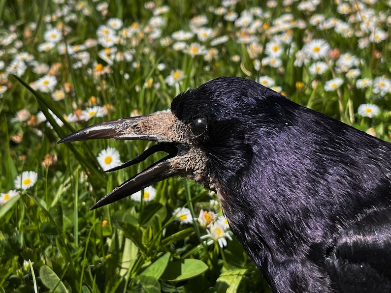 Taxidermy rook crow with open beak, mounted on black felted base with half-skeleton figurine, gothic dark decor display.
Close-up view of gothic rook taxidermy mount