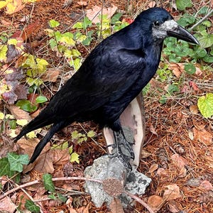 Pode incluir: Um corvo preto com rosto e bico brancos empoleirado em uma estrutura de rocha e madeira. A ave está rodeada por folhas de outono e folhagem. As penas do corvo são de um preto profundo e brilhante.