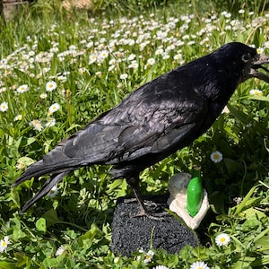 Taxidermy rook crow with open beak, mounted on black felted base with half-skeleton figurine, gothic dark decor display.
Side view of gothic rook taxidermy mount