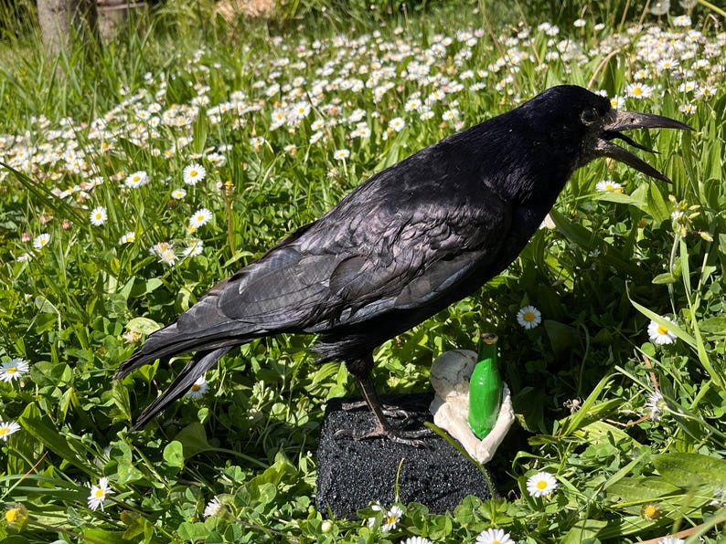 Taxidermy rook crow with open beak, mounted on black felted base with half-skeleton figurine, gothic dark decor display.
Side view of gothic rook taxidermy mount