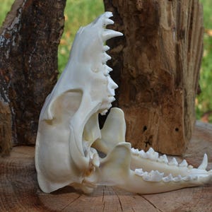 Echter Jackal Schakal Schädel - Canis Aureus Schädel - Tierknochen Dekor - Curio Gothic Display #JS31