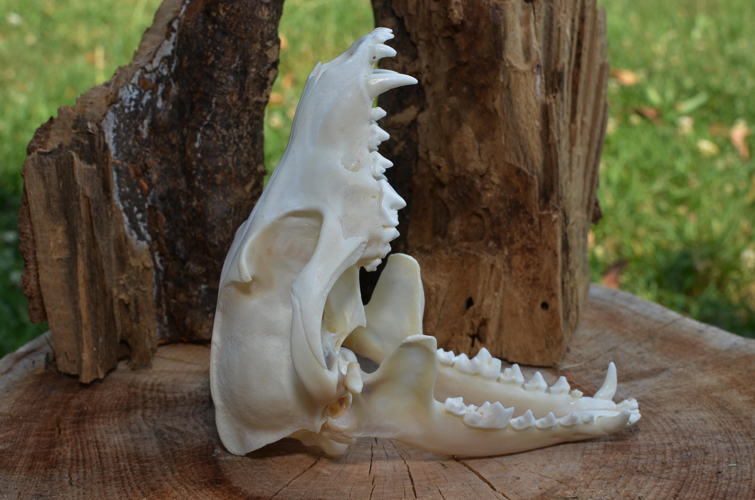 Golden Jackal Skull – Real Canis Aureus Skull – Animal Bone Decor - Curio Gothic Display #JS31