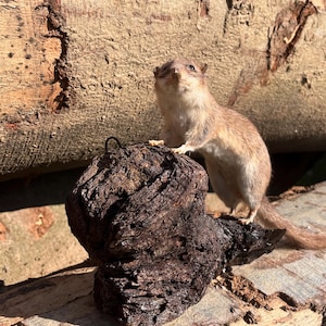 Peut inclure: Un écureuil naturalisé se tient sur un morceau de bois foncé et texturé. L'écureuil a une fourrure brun clair et une longue queue. Le bois a une forme organique rugueuse. L'arrière-plan est composé de rondins de bois.