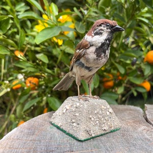Op de afbeelding: Een gedetailleerde sculptuur van een mus met bruine, witte en zwarte veren, geplaatst op een kleine, getextureerde, grijze sokkel met een groene rand. De vogel staat tegen een achtergrond van groen gebladerte en oranje fruit, wat een natuurlijke omgeving suggereert.