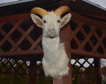 May include: A taxidermied ram's head with curved, tan horns and white fur. The ram is mounted on a wooden structure with a lattice design. The background includes trees and a cloudy sky.