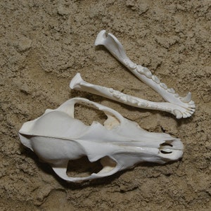 Può includere: Primo piano di un cranio e mascelle di animale bianche su una superficie sabbiosa. Il cranio è intatto, con orbite e cavità nasale visibili. Le mascelle mostrano i denti. La scena evoca un tema di storia naturale o scientifico.