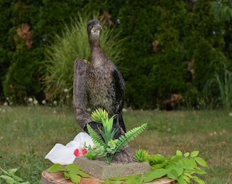 Montaje de pájaro relleno de taxidermia de cormorán pigmeo