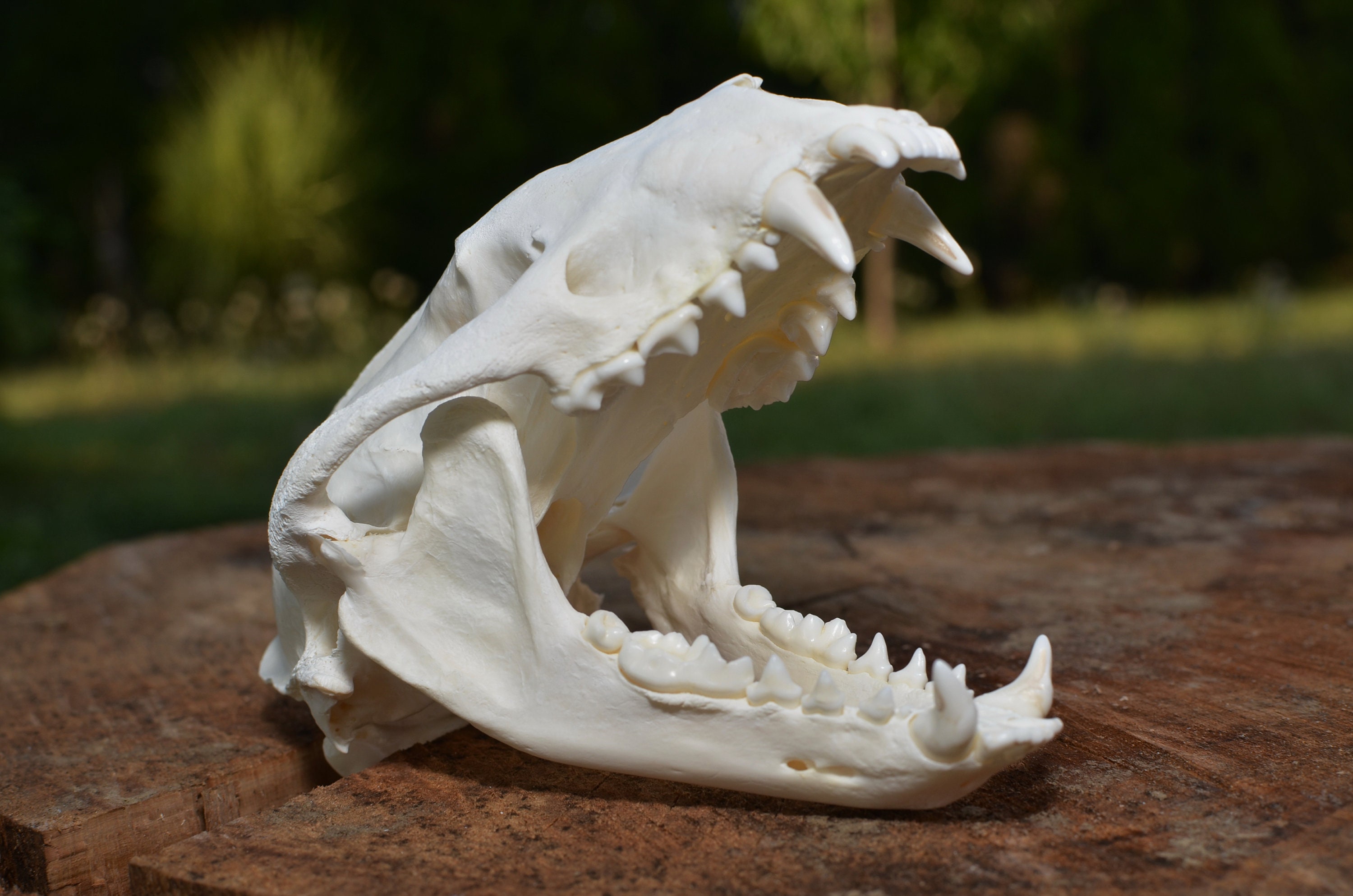 Real badger skull taxidermy #BS88