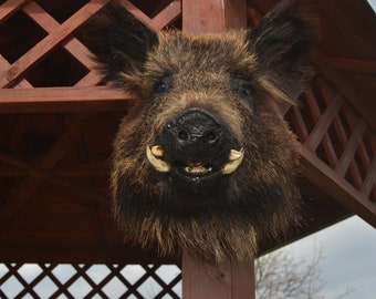 Trofeo de montaje de cabeza de taxidermia de jabalí