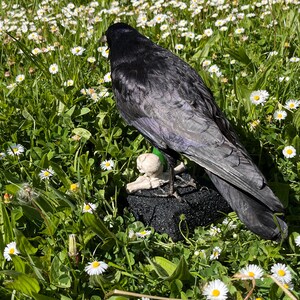 Taxidermy rook crow with open beak, mounted on black felted base with half-skeleton figurine, gothic dark decor display.
Back view of gothic rook taxidermy mount