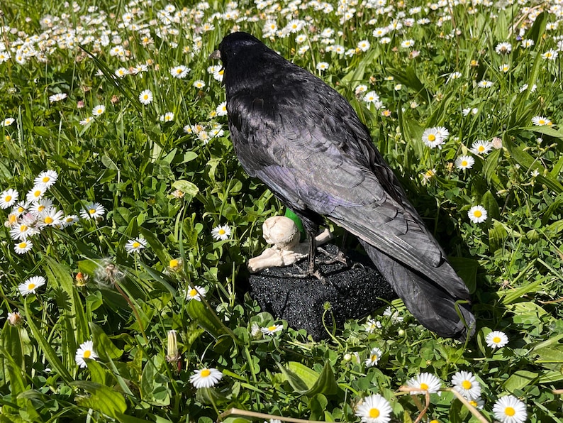Taxidermy rook crow with open beak, mounted on black felted base with half-skeleton figurine, gothic dark decor display.
Back view of gothic rook taxidermy mount