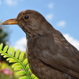 Vrouwelijke Europese merel taxidermie naturalistisch versierde houder #BF20