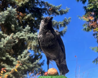 Western Jackdaw Taxidermy Mount