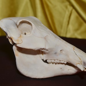 Real African bush pig skull