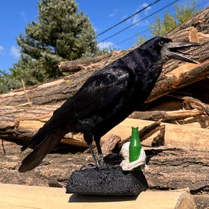Taxidermy rook crow with open beak, mounted on black felted base with half-skeleton figurine, gothic dark decor display.
Side view of gothic rook taxidermy mount