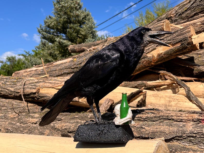 Taxidermy rook crow with open beak, mounted on black felted base with half-skeleton figurine, gothic dark decor display.
Side view of gothic rook taxidermy mount