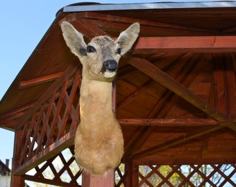 Roe deer taxidermy shoulder head mount