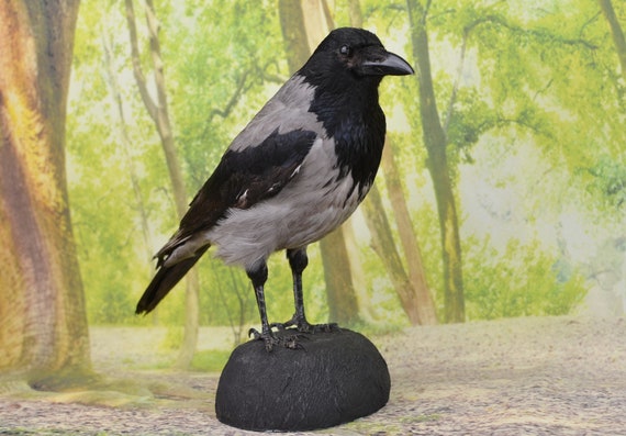 stuffed crow