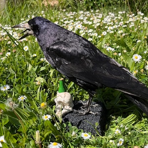 Taxidermy rook crow with open beak, mounted on black felted base with half-skeleton figurine, gothic dark decor display.
Side view of gothic rook taxidermy mount