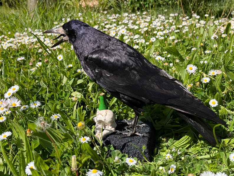 Taxidermy rook crow with open beak, mounted on black felted base with half-skeleton figurine, gothic dark decor display.
Side view of gothic rook taxidermy mount