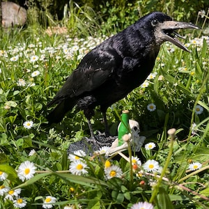 Taxidermy rook crow with open beak, mounted on black felted base with half-skeleton figurine, gothic dark decor display.