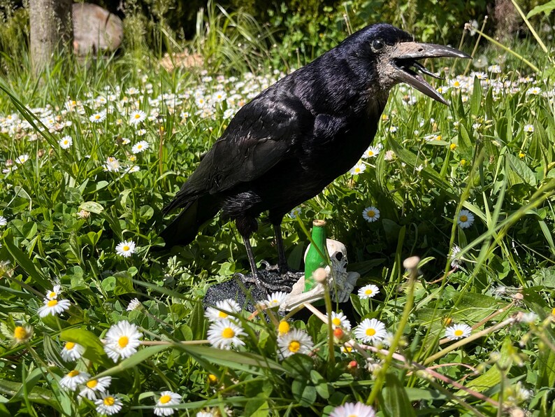 Taxidermy rook crow with open beak, mounted on black felted base with half-skeleton figurine, gothic dark decor display.