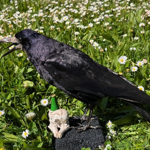 Taxidermy rook crow with open beak, mounted on black felted base with half-skeleton figurine, gothic dark decor display.
Side view of gothic rook taxidermy mount