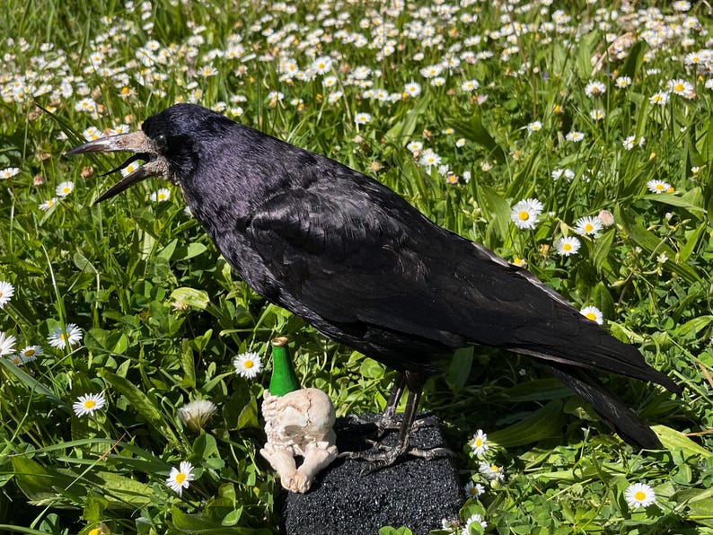 Taxidermy rook crow with open beak, mounted on black felted base with half-skeleton figurine, gothic dark decor display.
Side view of gothic rook taxidermy mount