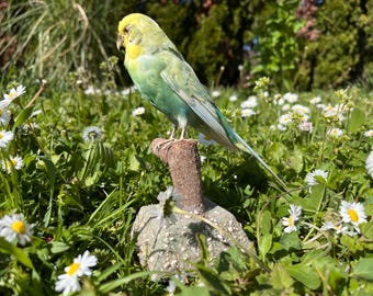 May include: A vibrant green and yellow parakeet perched on a weathered wooden post. The bird is surrounded by a lush green lawn dotted with white daisies. The parakeet's feathers display shades of green and blue.