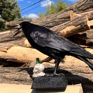 Taxidermy rook crow with open beak, mounted on black felted base with half-skeleton figurine, gothic dark decor display.
Side view of gothic rook mount