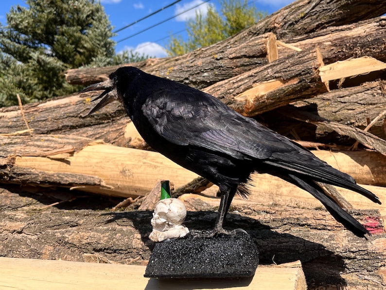 Taxidermy rook crow with open beak, mounted on black felted base with half-skeleton figurine, gothic dark decor display.
Side view of gothic rook mount