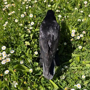 Taxidermy rook crow with open beak, mounted on black felted base with half-skeleton figurine, gothic dark decor display.
Top view of gothic rook taxidermy mount