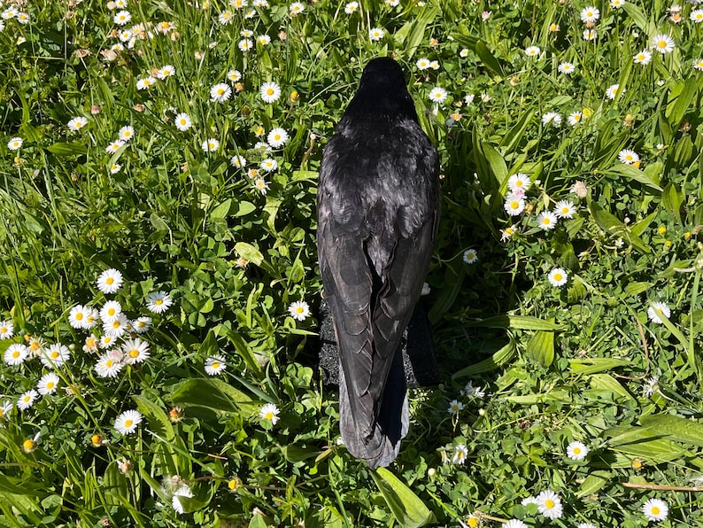 Taxidermy rook crow with open beak, mounted on black felted base with half-skeleton figurine, gothic dark decor display.
Top view of gothic rook taxidermy mount